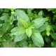 1 litro de esencia de menta para sauna