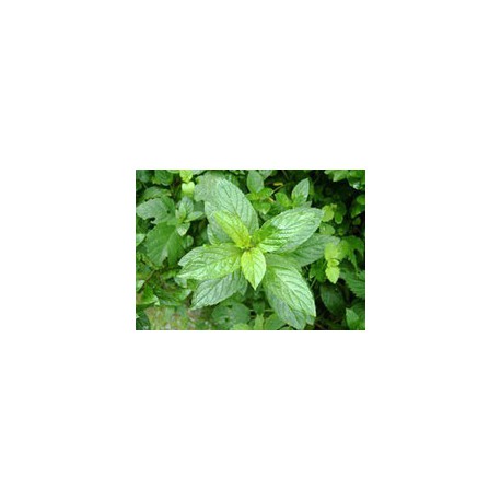 1 litro de esencia de menta para sauna
